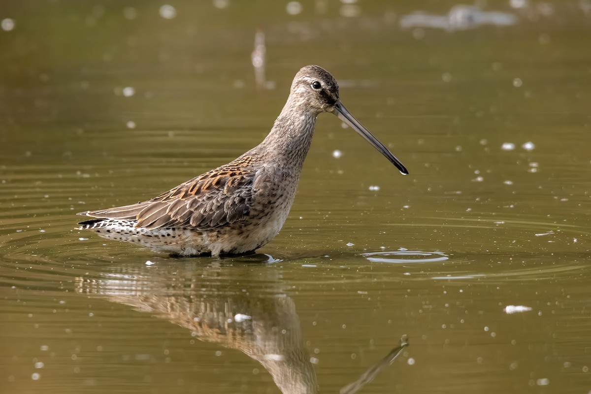 Long-billed Dowitcher - Dominic More O’Ferrall