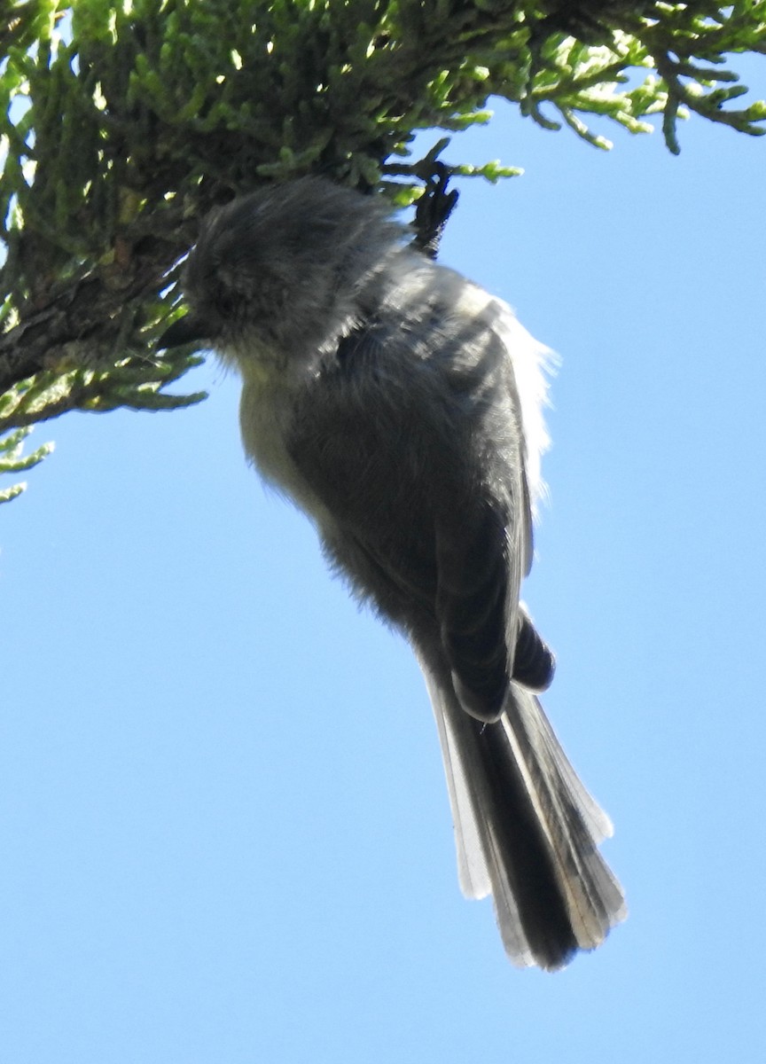 Bushtit - ML624196950