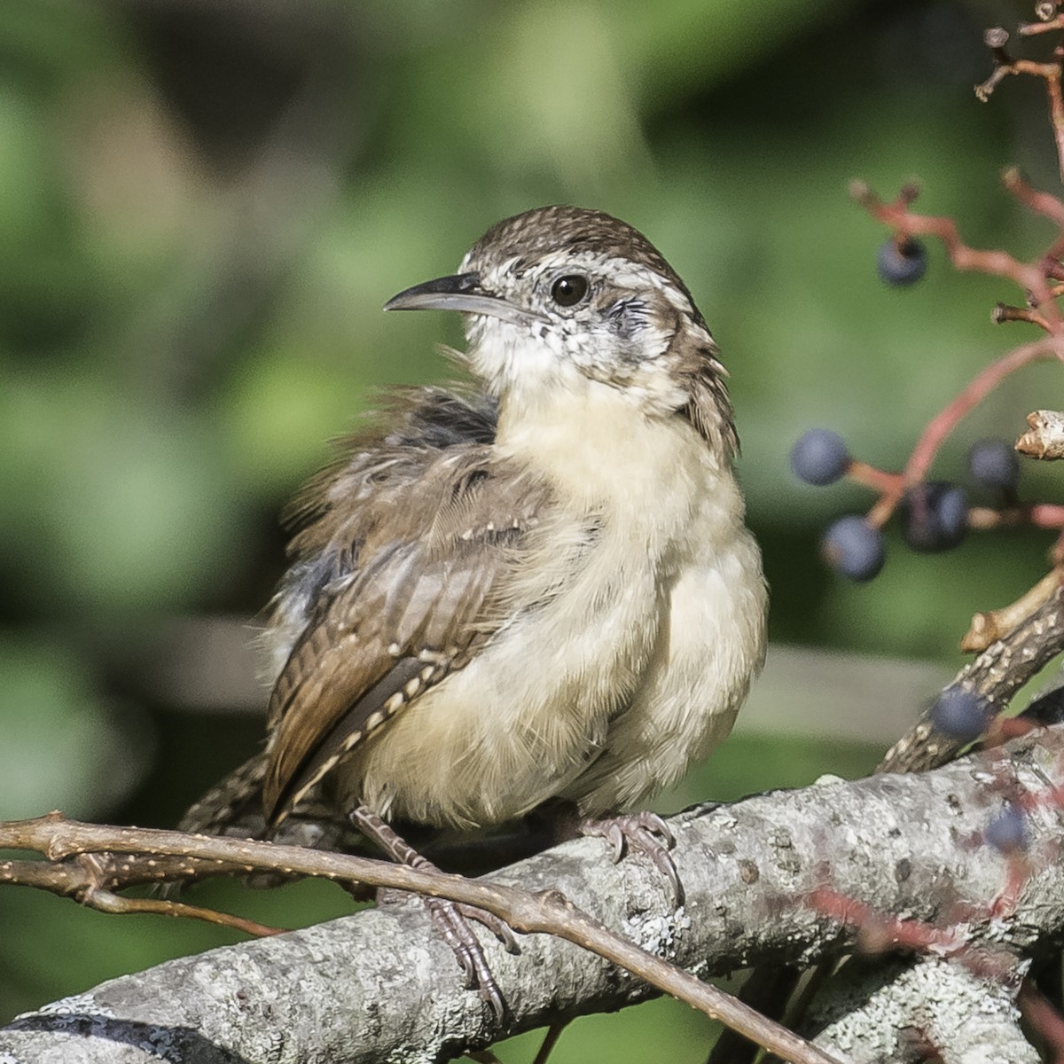 Carolina Wren - ML624196967