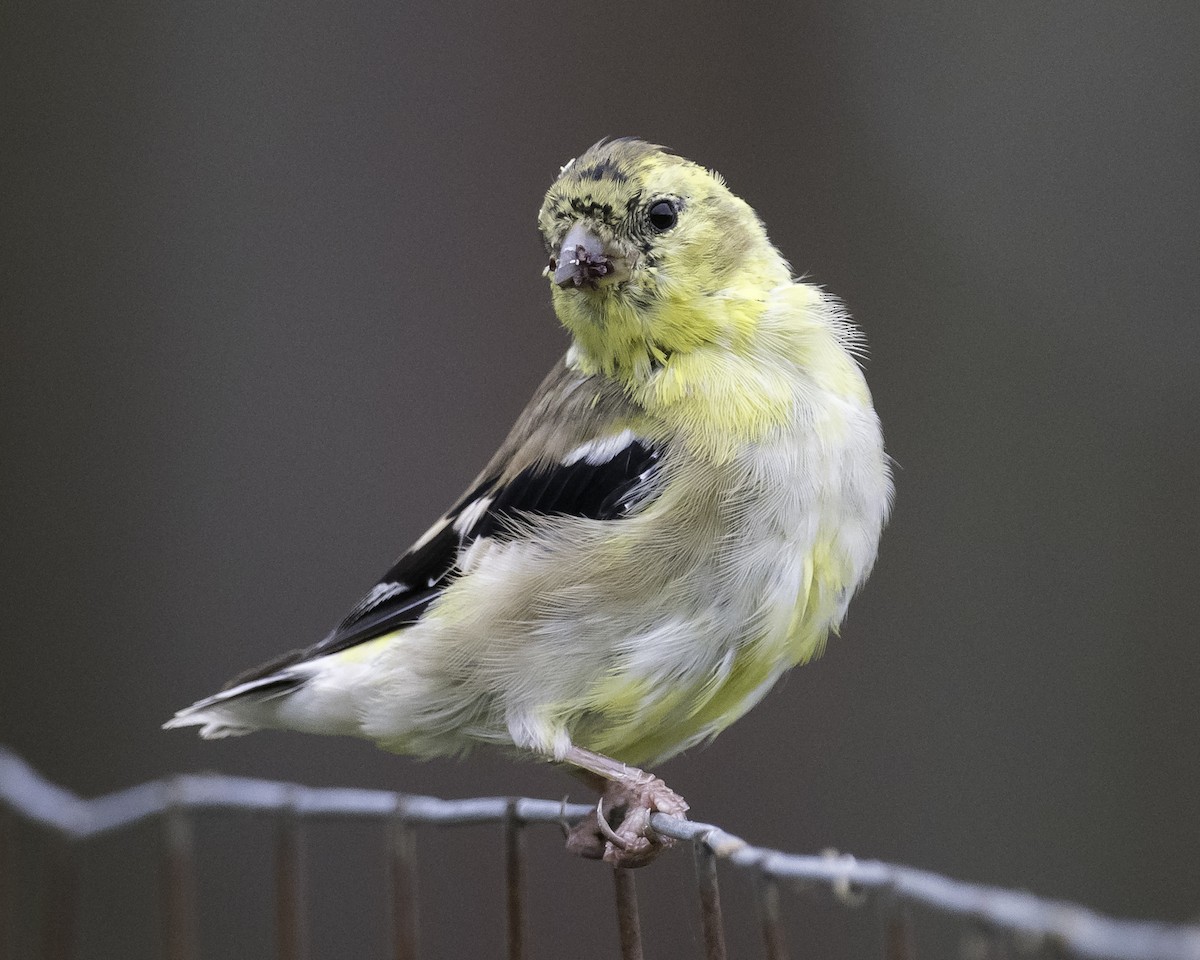 American Goldfinch - ML624196978