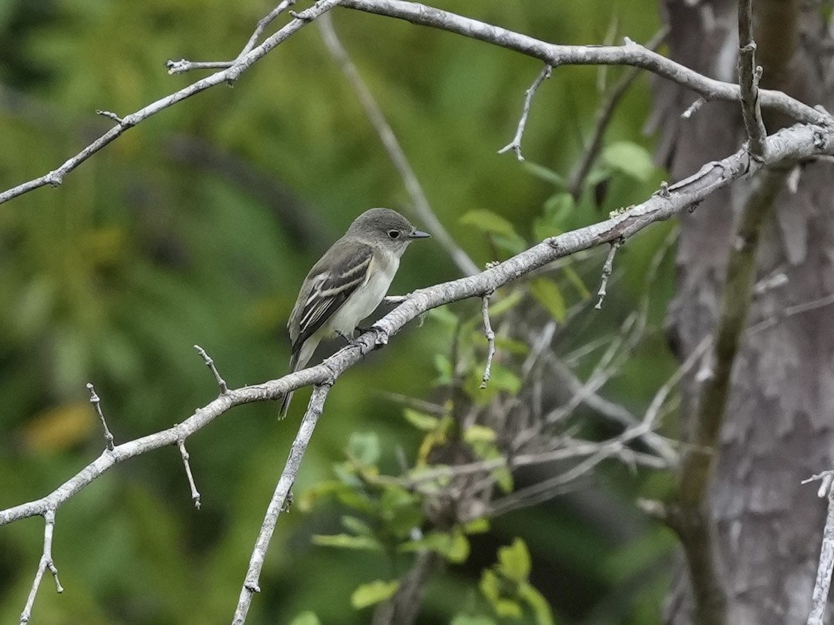 Least Flycatcher - ML624196991