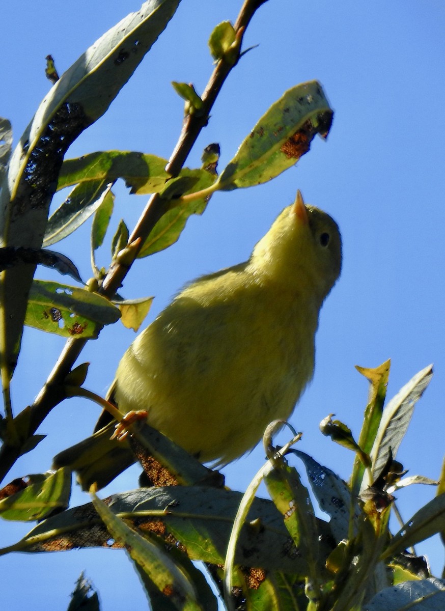 Paruline jaune - ML624197000