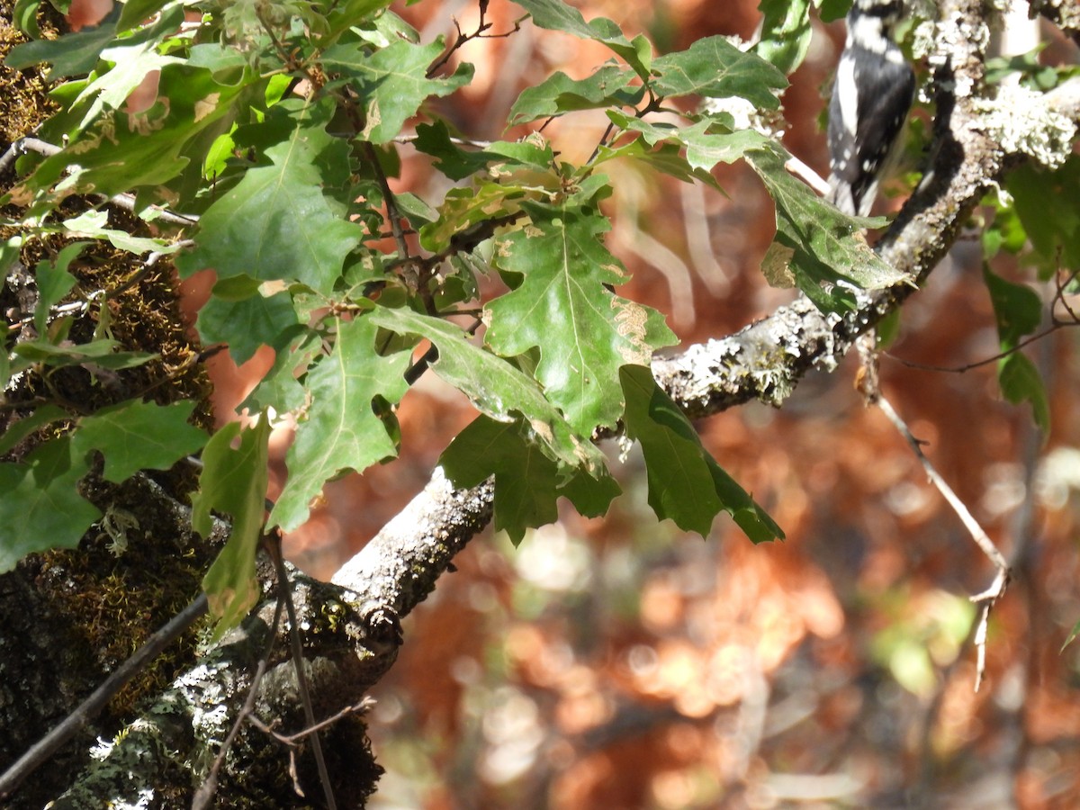 Downy Woodpecker - ML624197003