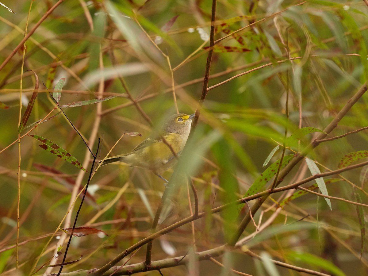 Vireo Ojiblanco - ML624197005