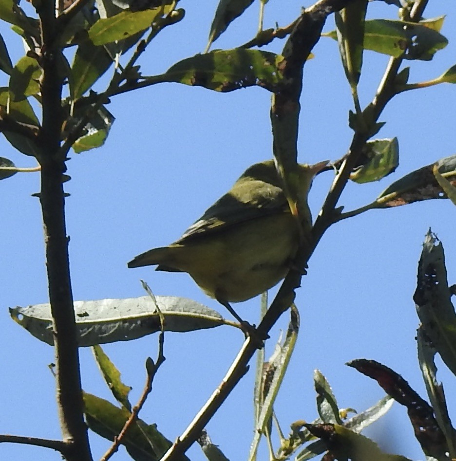 Paruline jaune - ML624197011