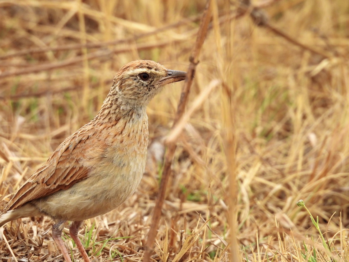 Rufous-naped Lark - ML624197018