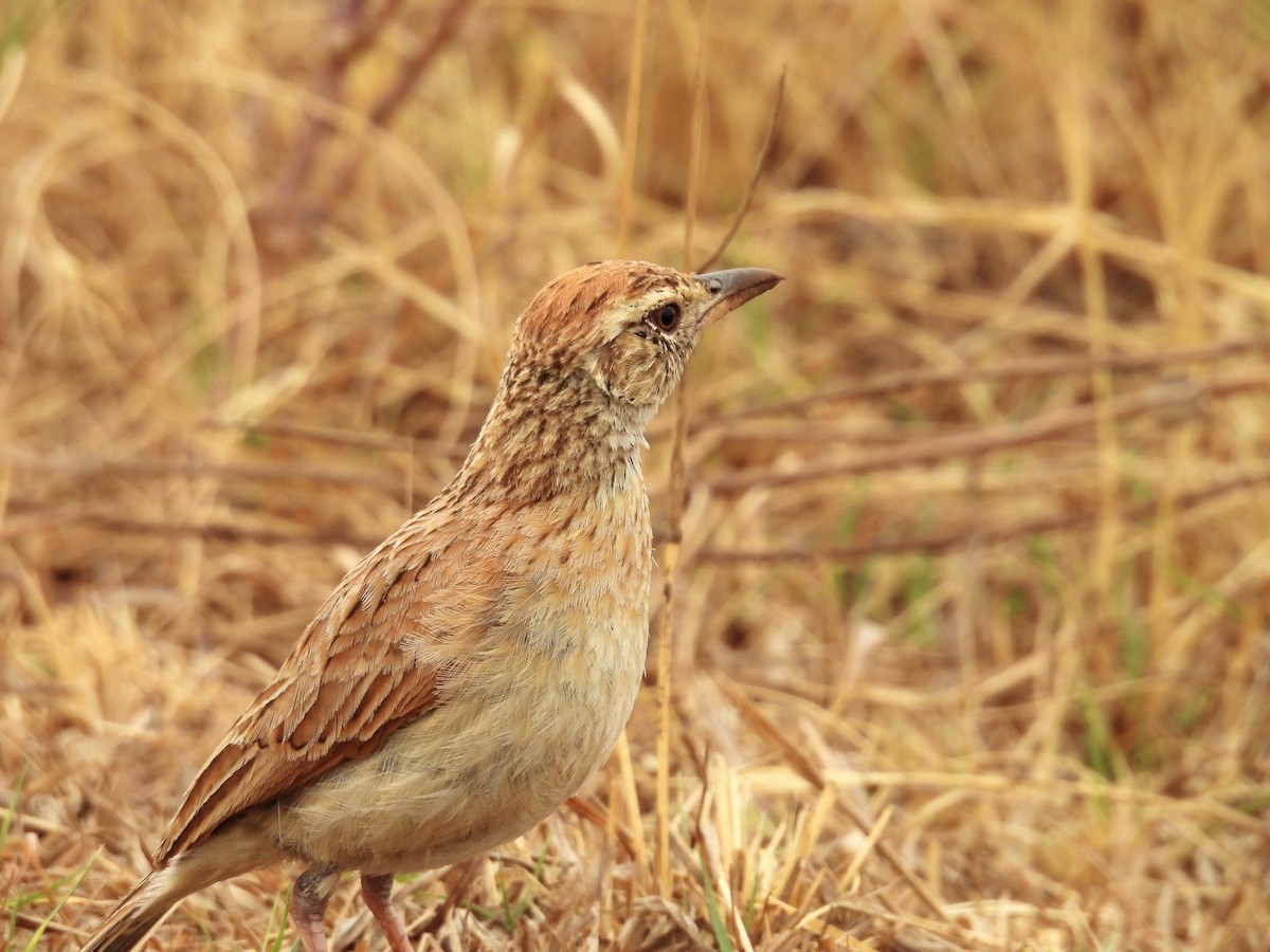 Rufous-naped Lark - ML624197019