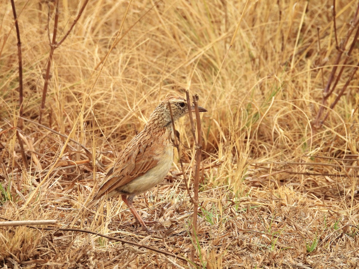 Rufous-naped Lark - ML624197020