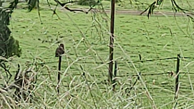 Short-eared Owl (Hawaiian) - ML624197024