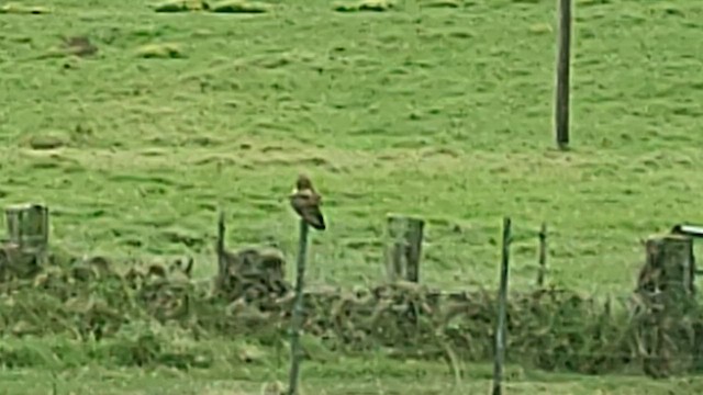 Short-eared Owl (Hawaiian) - ML624197025