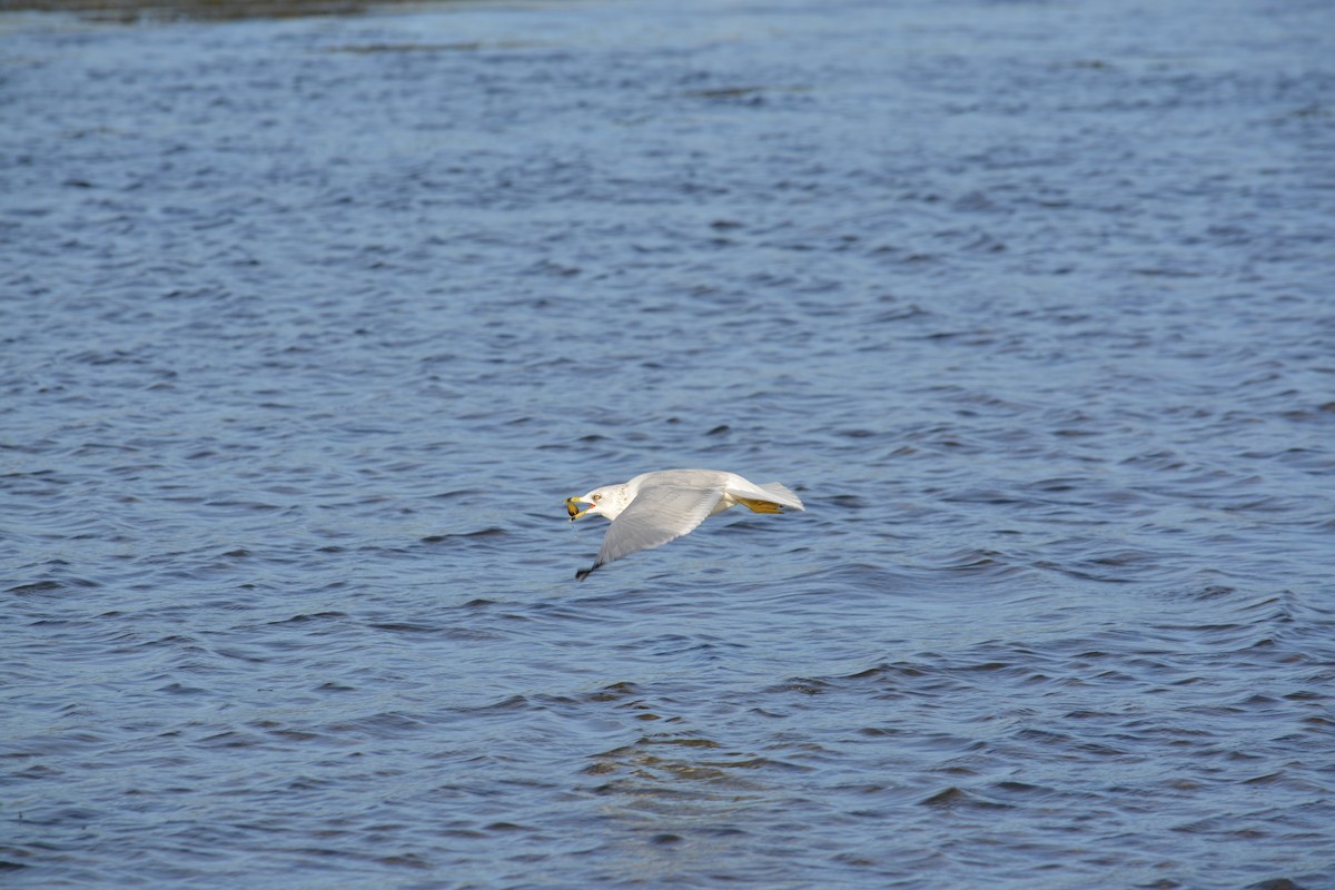 Ring-billed Gull - ML624197046