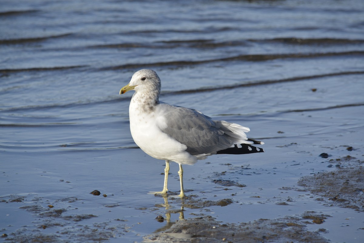 California Gull - ML624197048