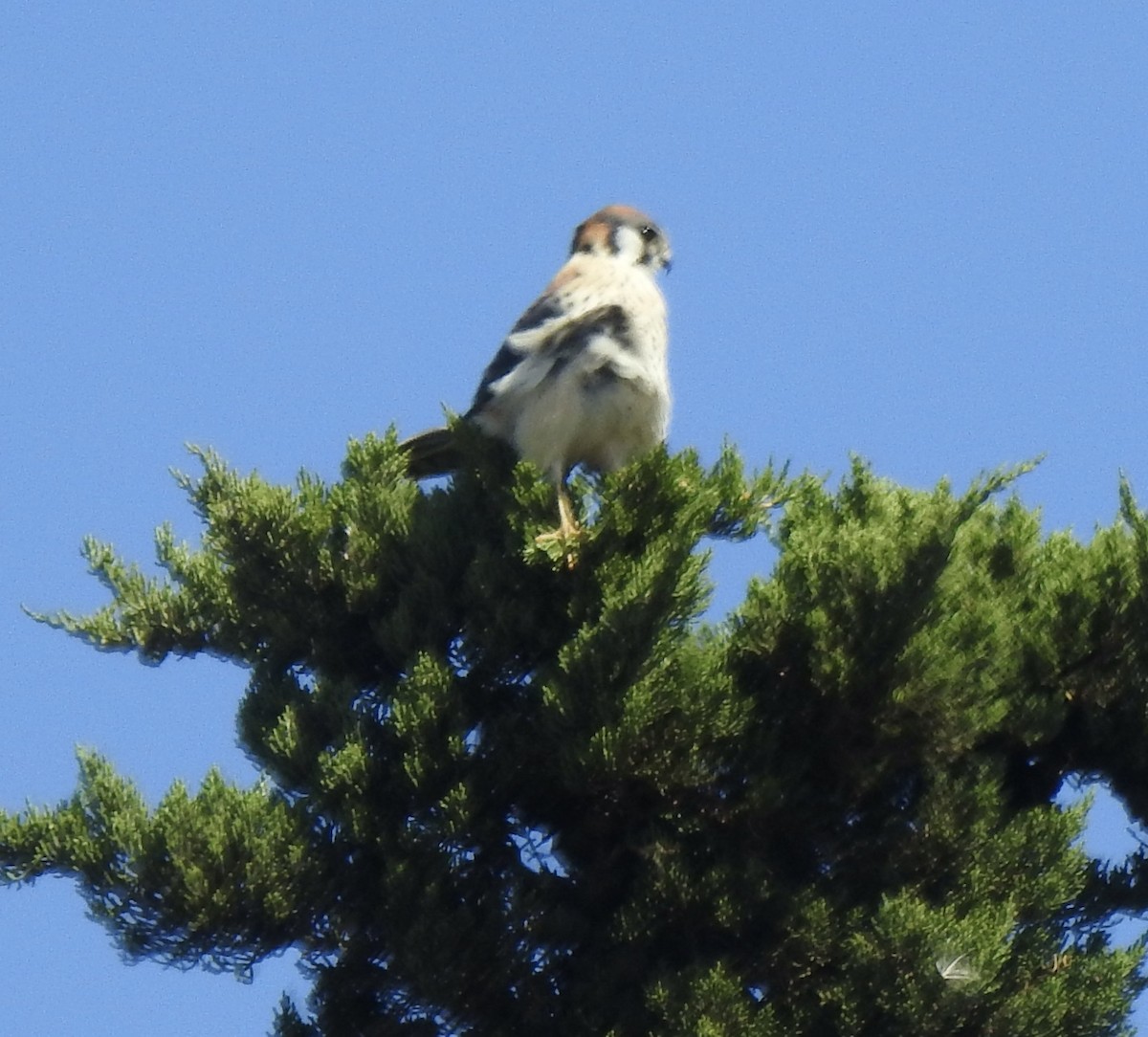 American Kestrel - Jane Orbuch