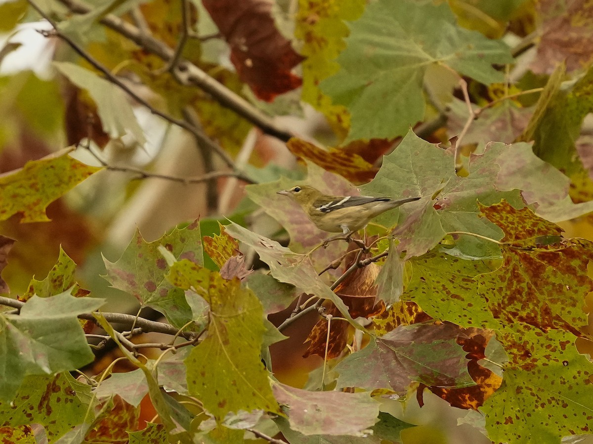 Bay-breasted Warbler - ML624197071