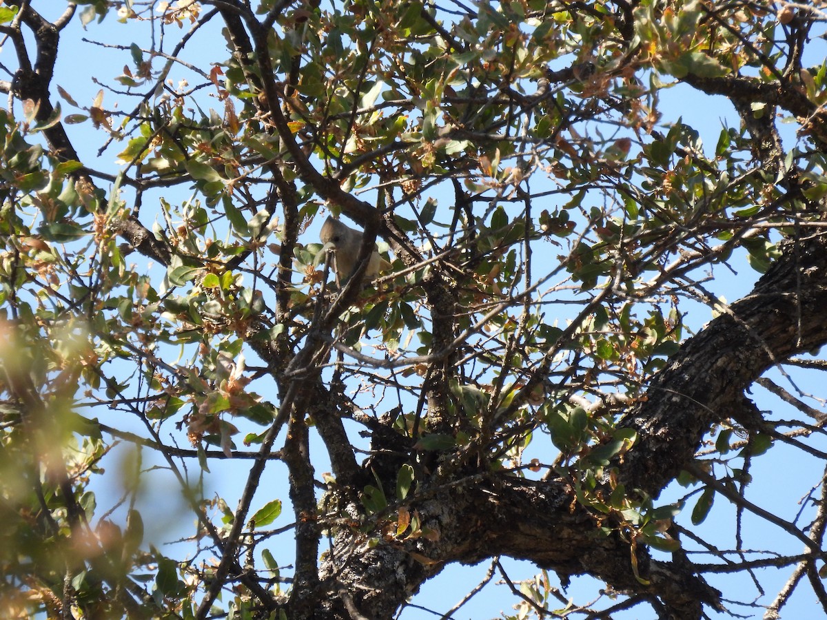 Oak Titmouse - ML624197076