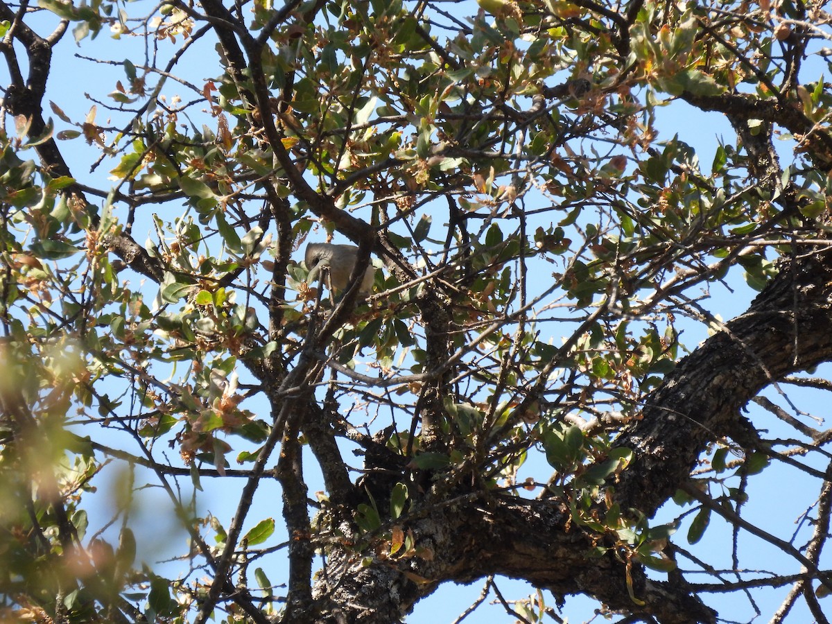 Oak Titmouse - ML624197077