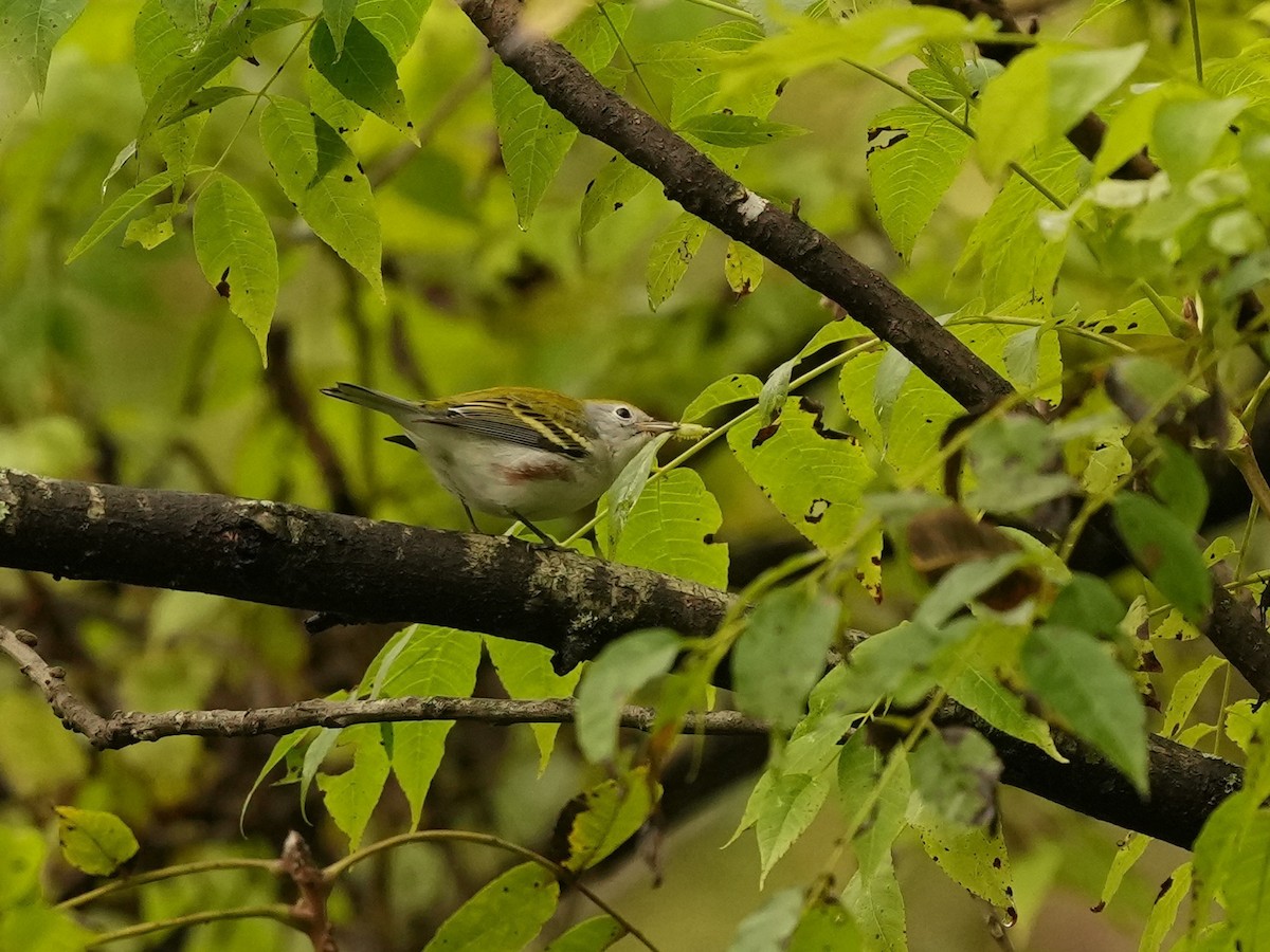 Chestnut-sided Warbler - ML624197114