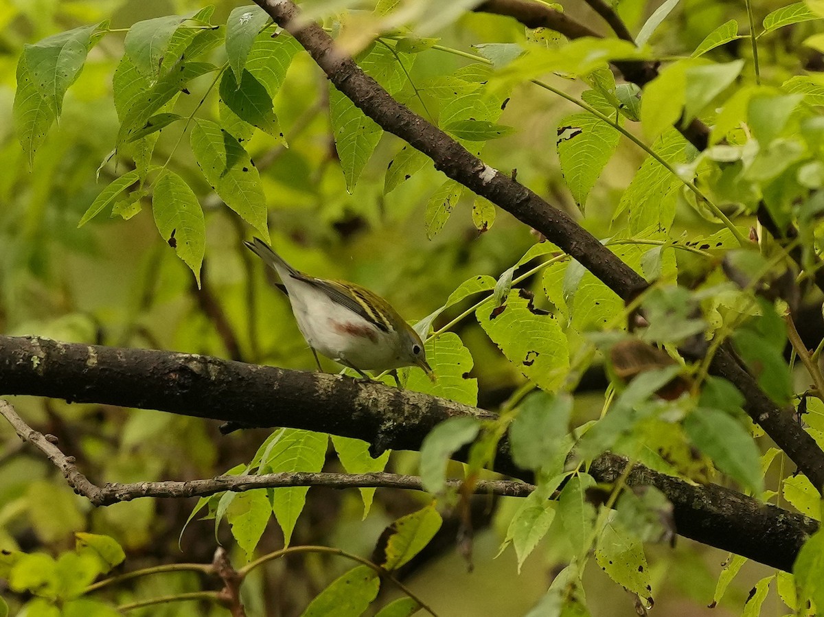 Chestnut-sided Warbler - ML624197115