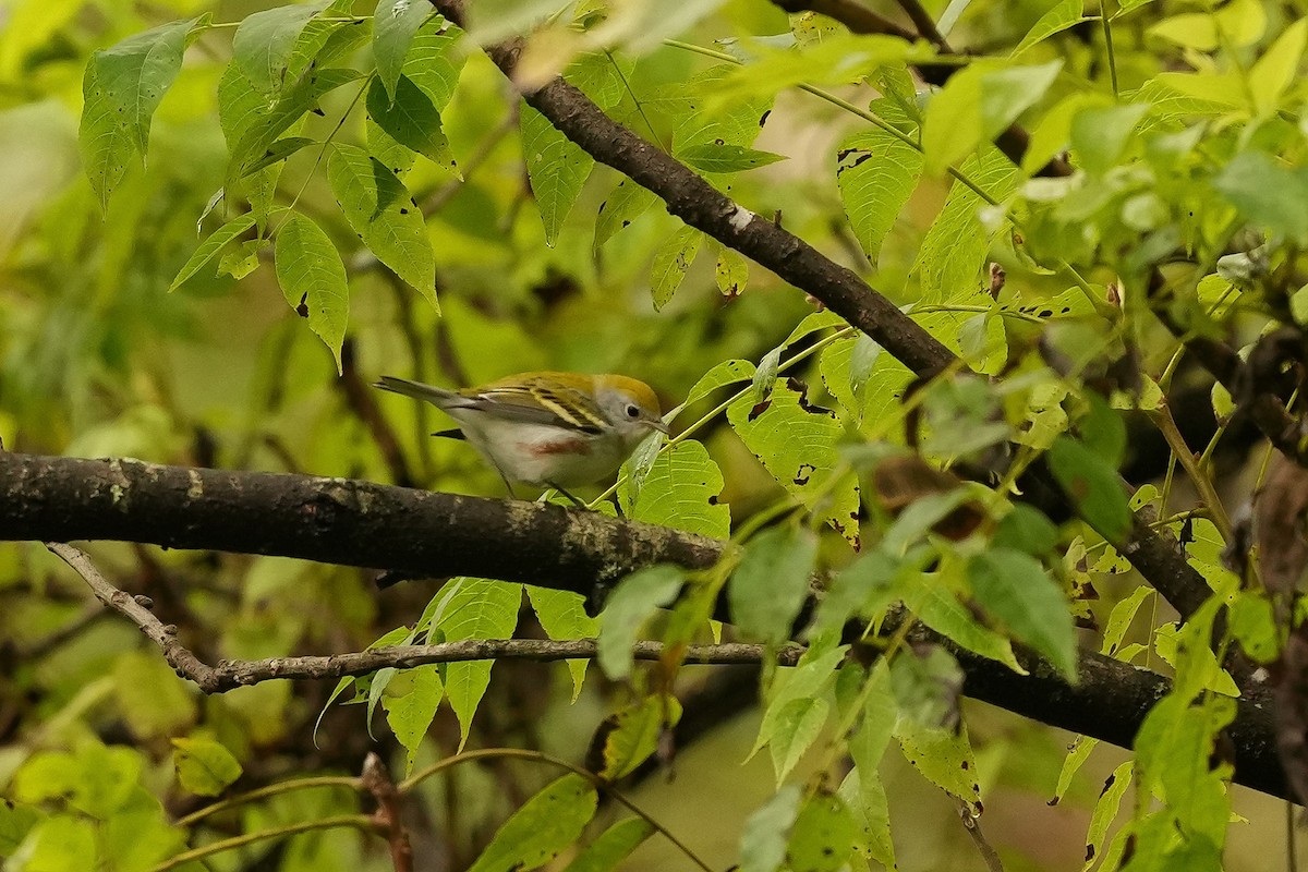 Chestnut-sided Warbler - ML624197116