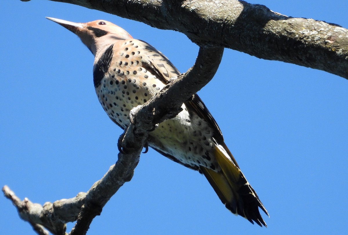 Northern Flicker - ML624197169