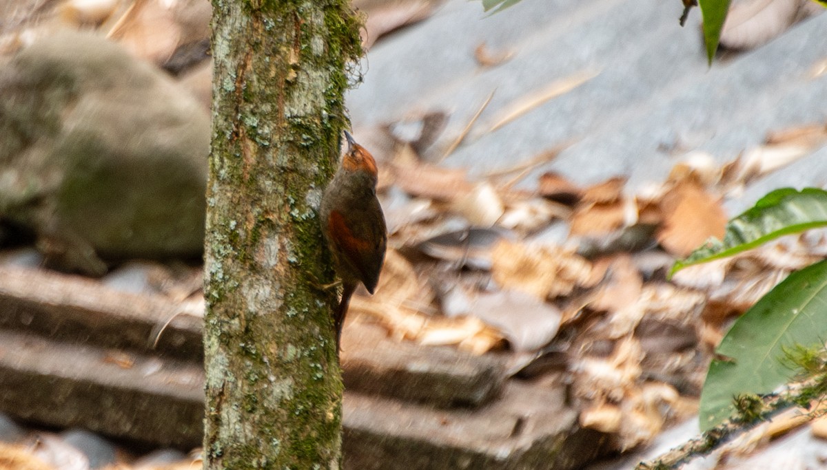 Red-faced Spinetail - ML624197176