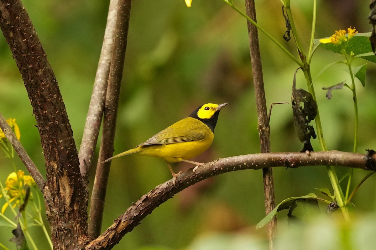 Hooded Warbler - ML624197181