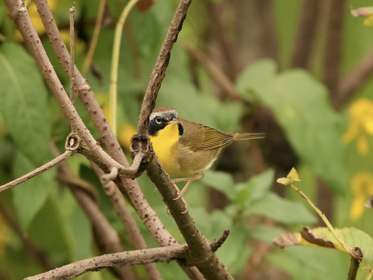 Common Yellowthroat - Melanie Crawford