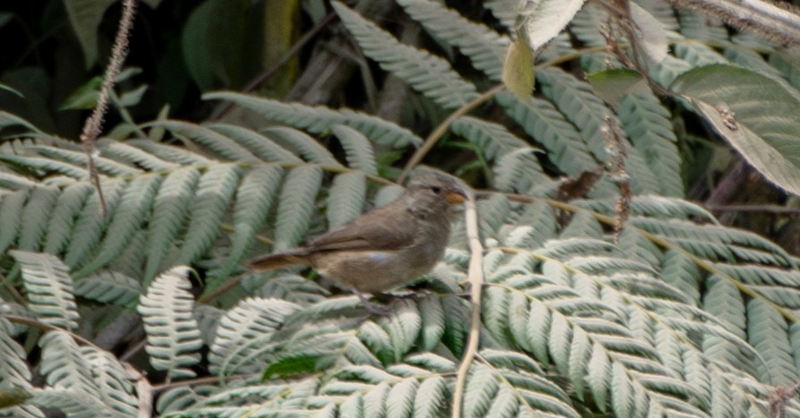 Dull-colored Grassquit - ML624197205