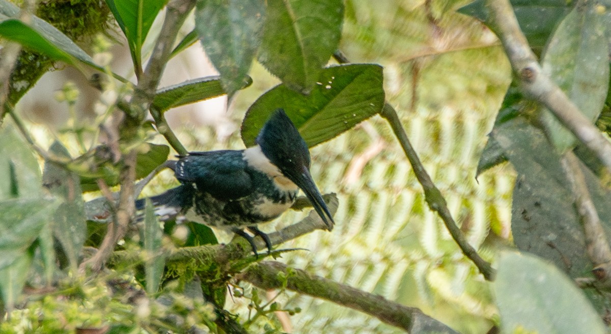 Green Kingfisher - ML624197228