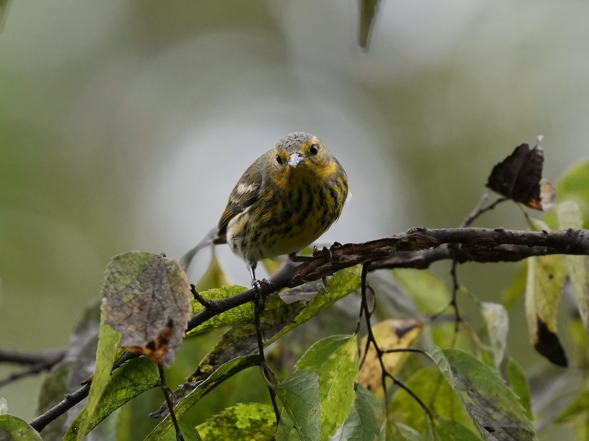 Cape May Warbler - ML624197233