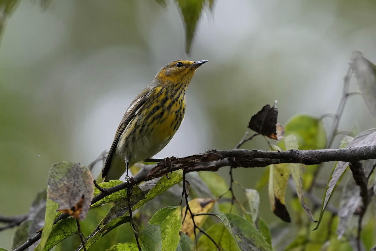 Cape May Warbler - ML624197234