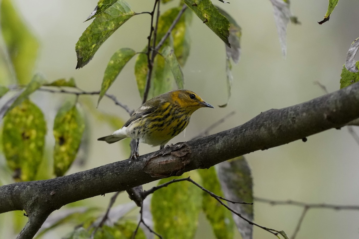 Cape May Warbler - ML624197235