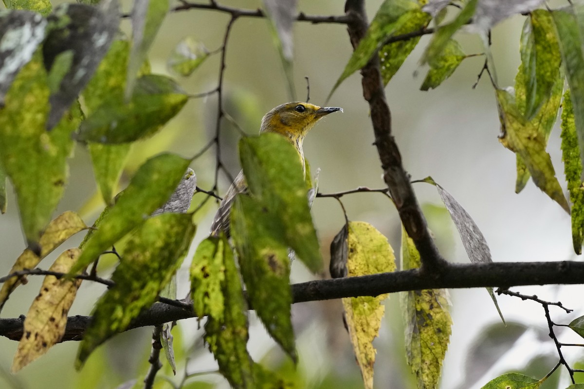 Cape May Warbler - ML624197236