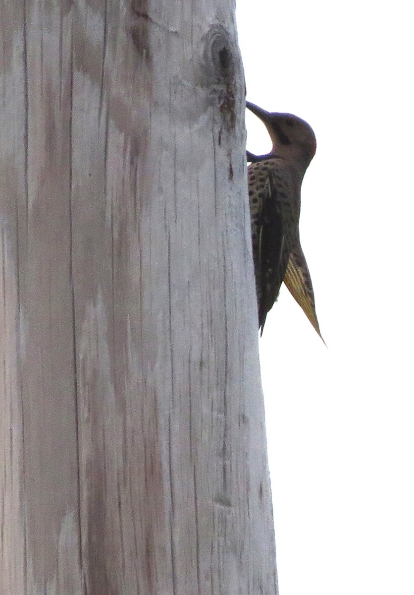 Northern Flicker - ML624197245