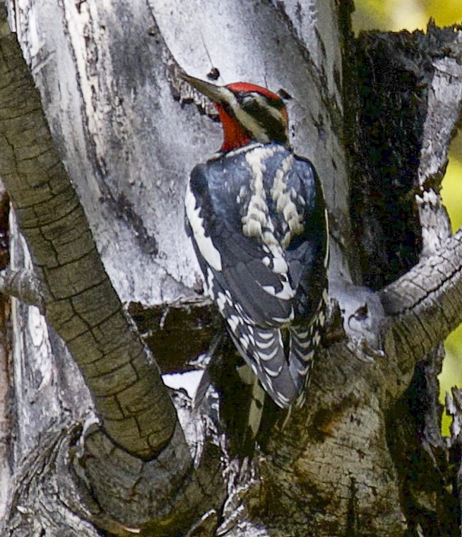 Red-naped Sapsucker - ML624197260