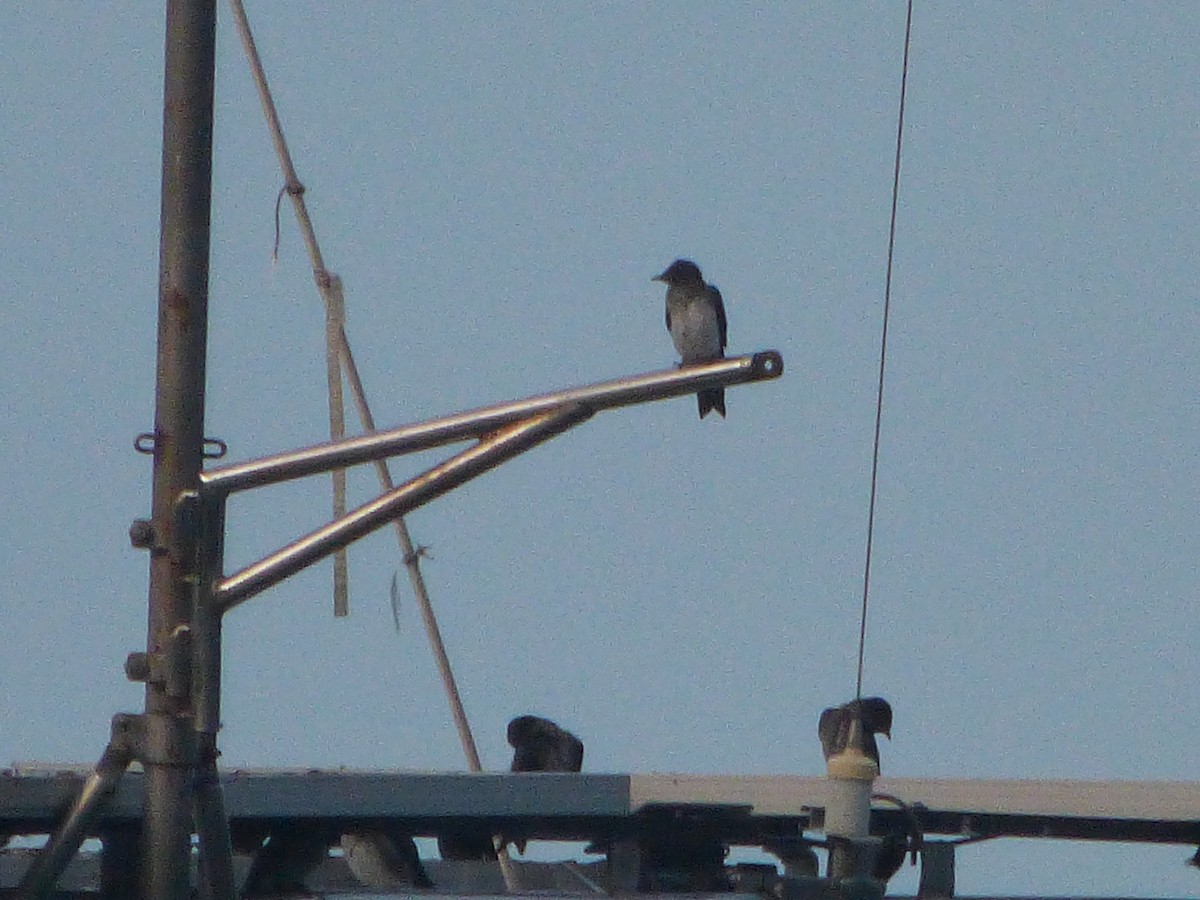 Gray-breasted Martin - ML624197261