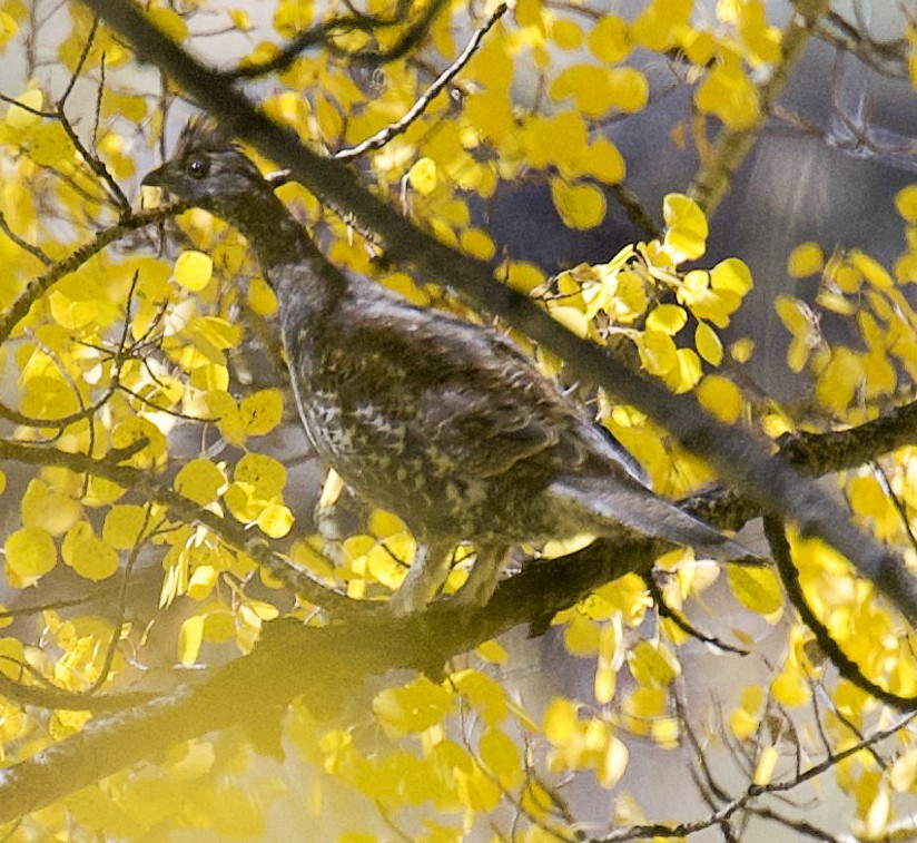 Dusky Grouse - ML624197263