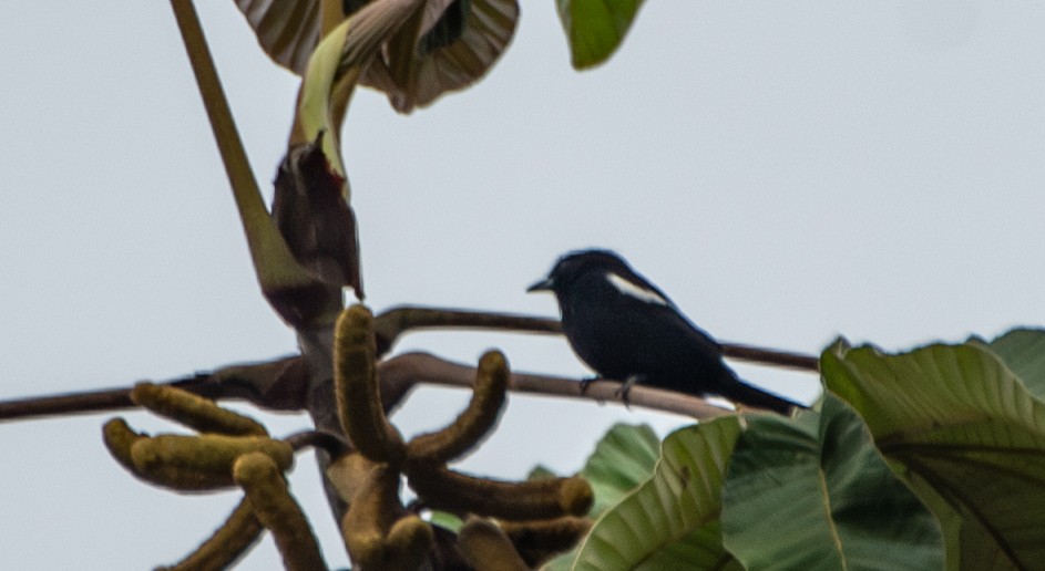 White-shouldered Tanager - ML624197270