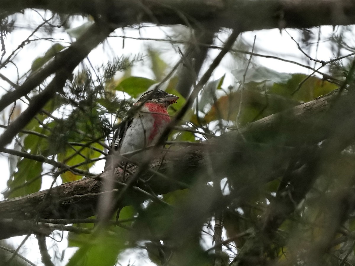 Rose-breasted Grosbeak - ML624197346