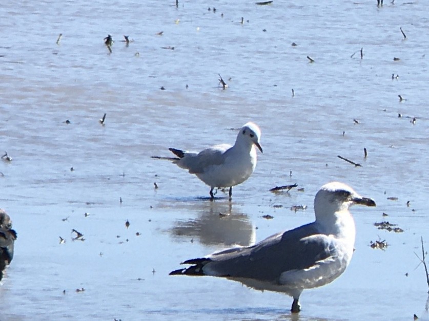 Mouette rieuse - ML624197389