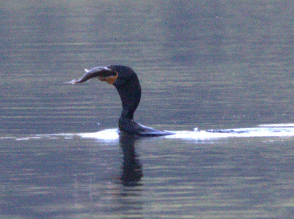 Double-crested Cormorant - ML624197417