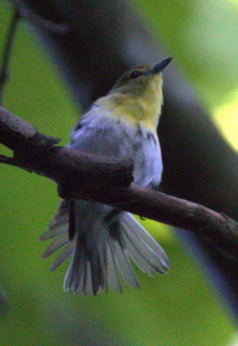 Yellow-throated Vireo - ML624197418