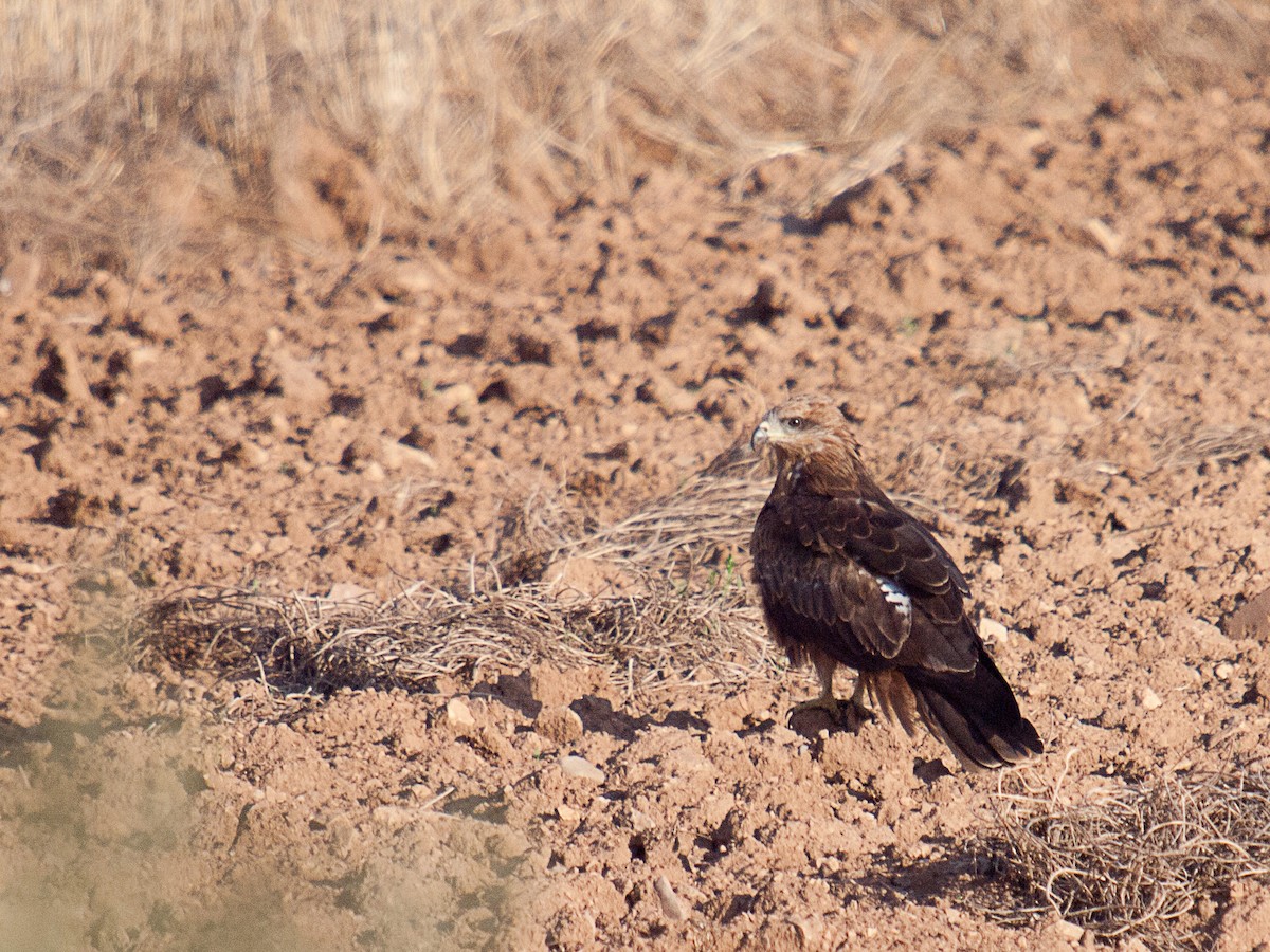 Black Kite - David Pardos