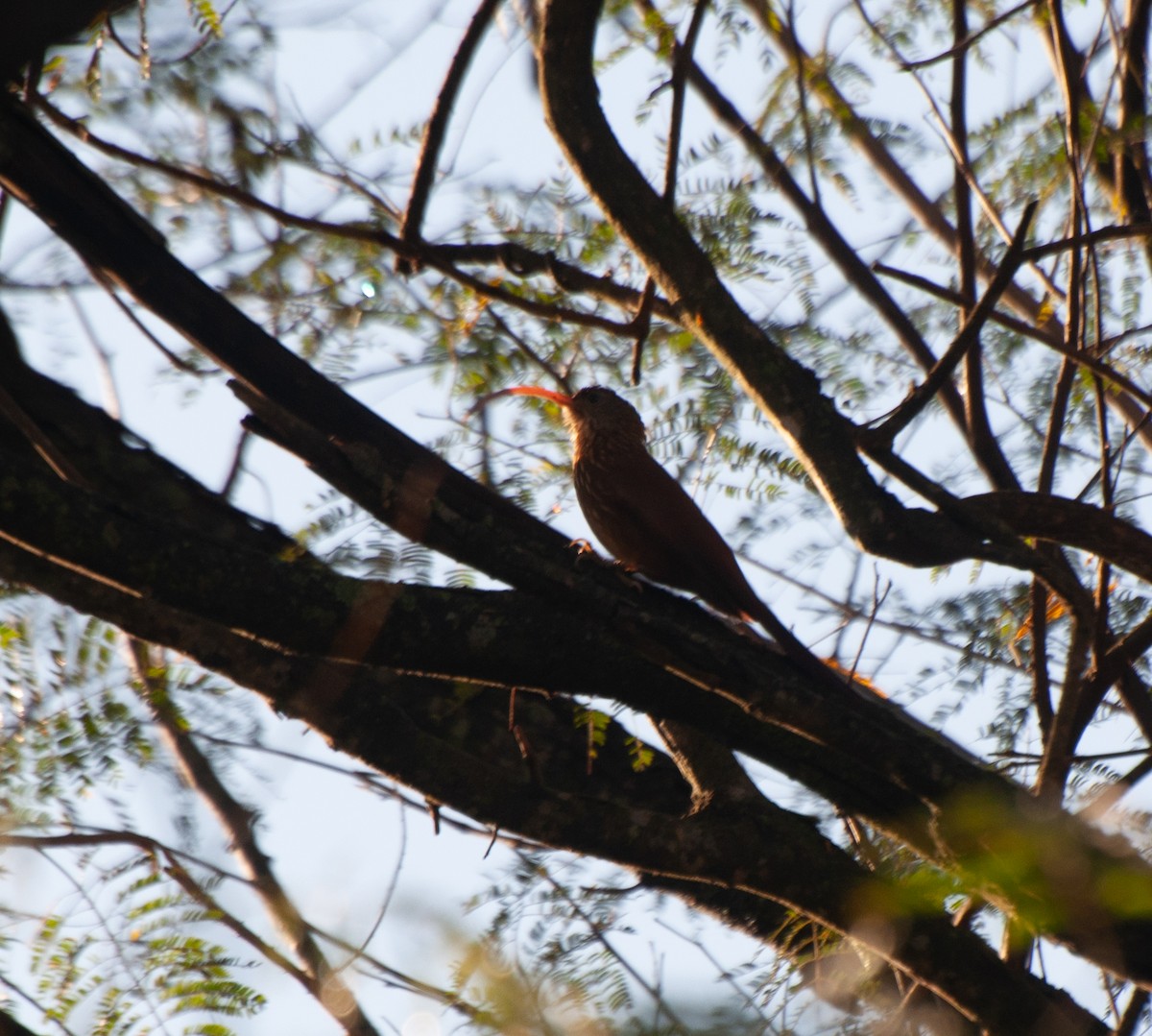 Red-billed Scythebill - ML624197440