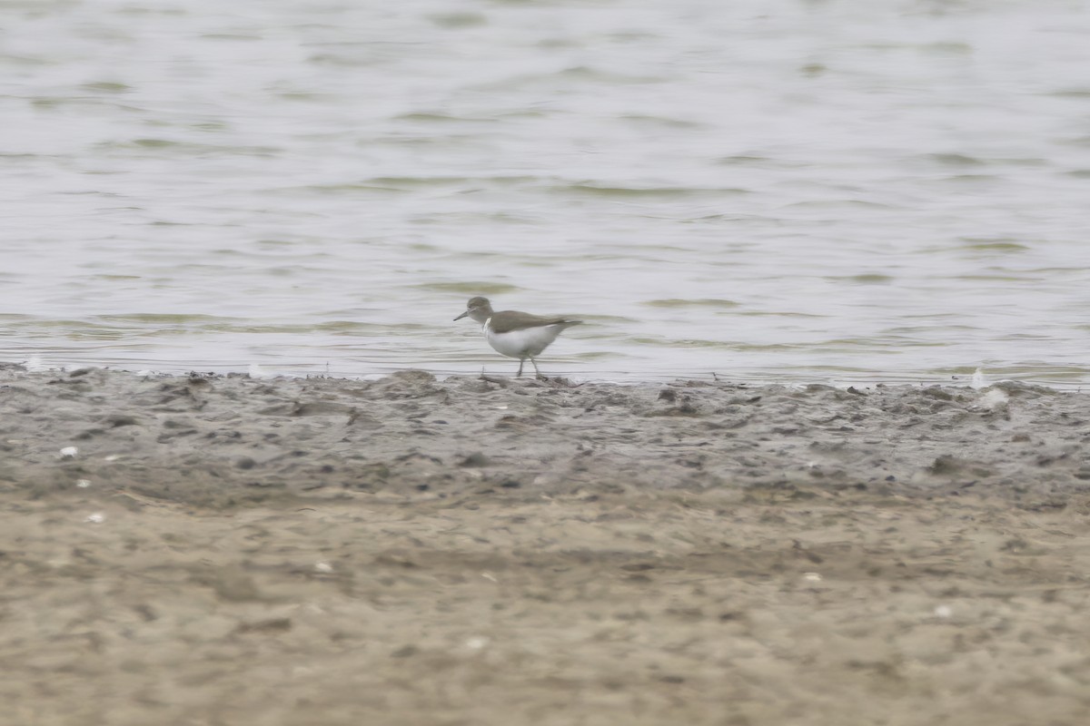 Common Sandpiper - Gareth Bowes