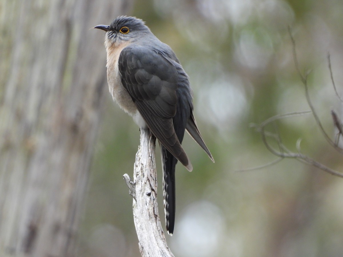 Fan-tailed Cuckoo - ML624197486