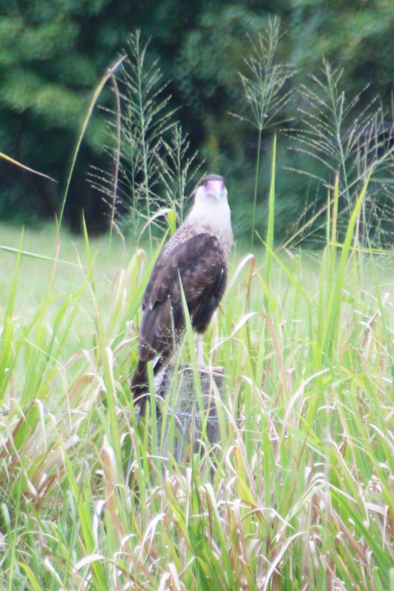 Crested Caracara - ML624197492