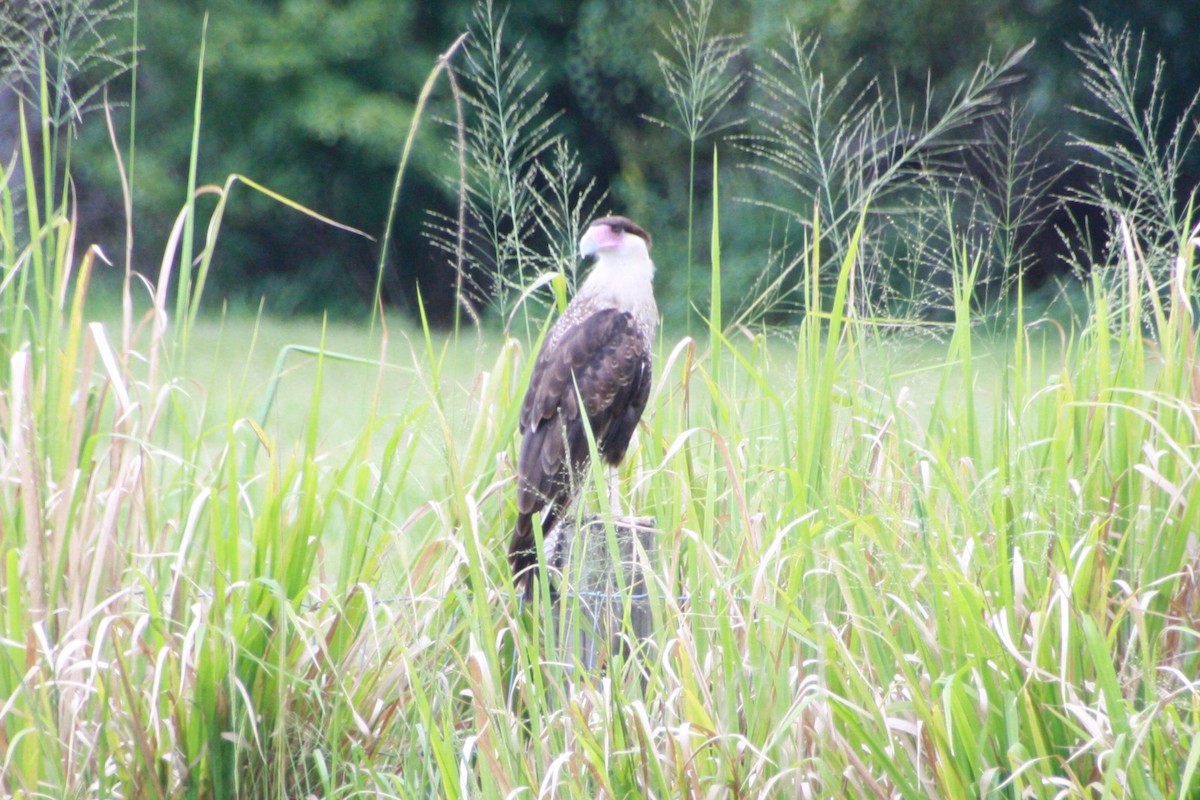 Crested Caracara - ML624197493