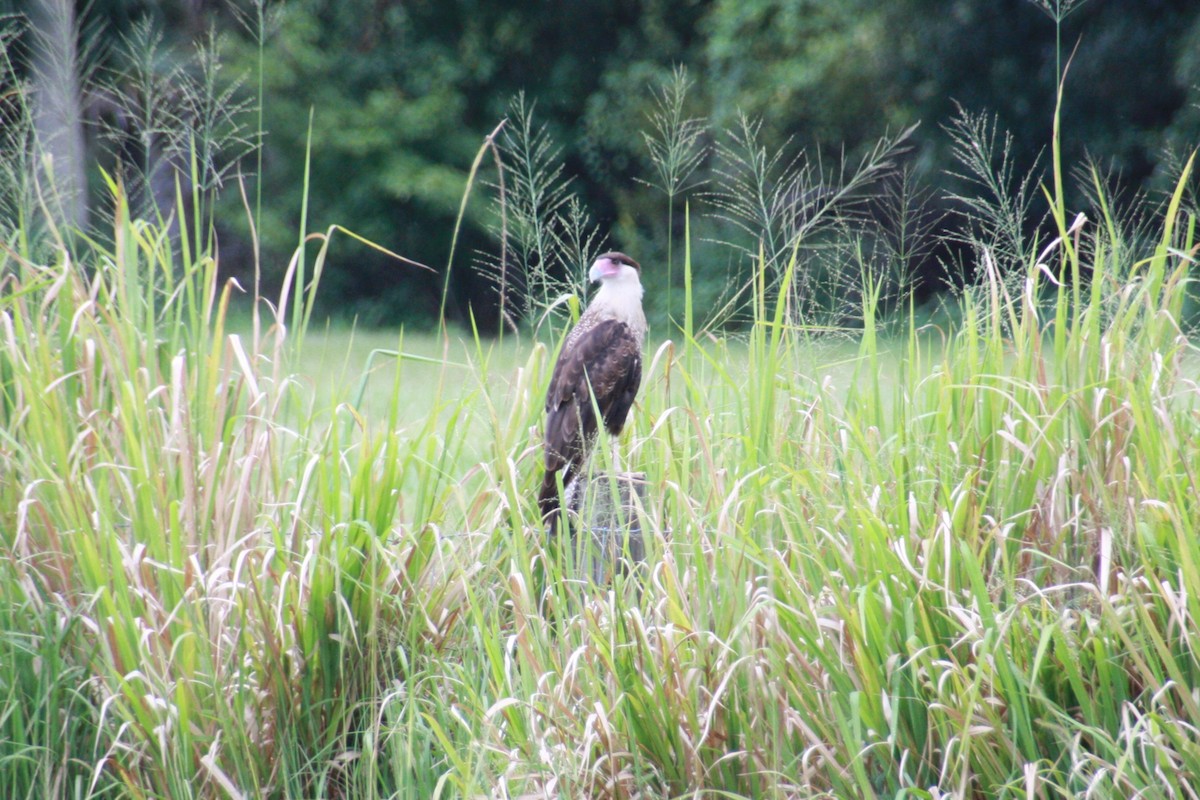 Crested Caracara - ML624197494