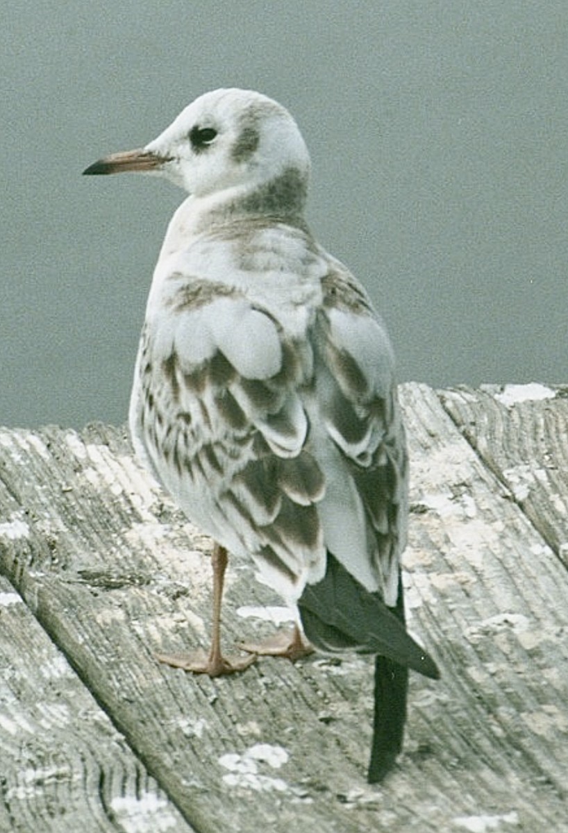 Mouette rieuse - ML624197551